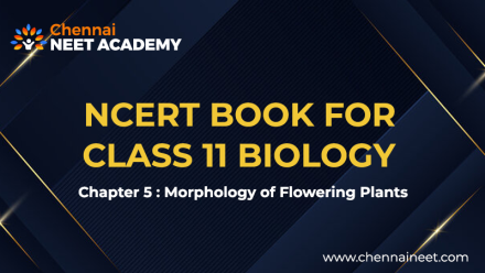 Morphology of flowering plants NCERT