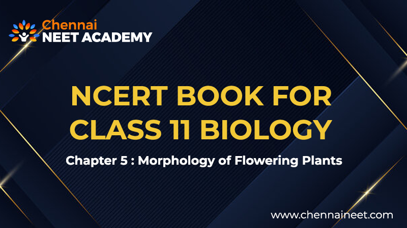 Morphology of flowering plants NCERT