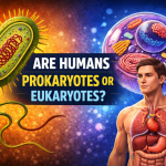 Are Humans Prokaryotes or Eukaryotes