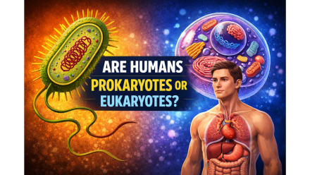 Are Humans Prokaryotes or Eukaryotes