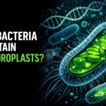 Do Bacteria Contain Chloroplasts