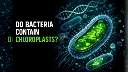 Do Bacteria Contain Chloroplasts