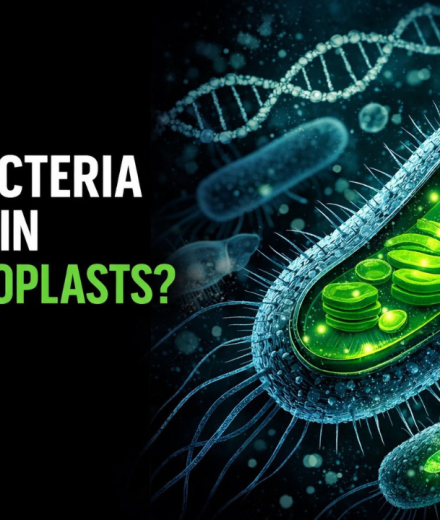 Do Bacteria Contain Chloroplasts