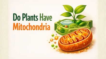 Do Plants Have Mitochondria
