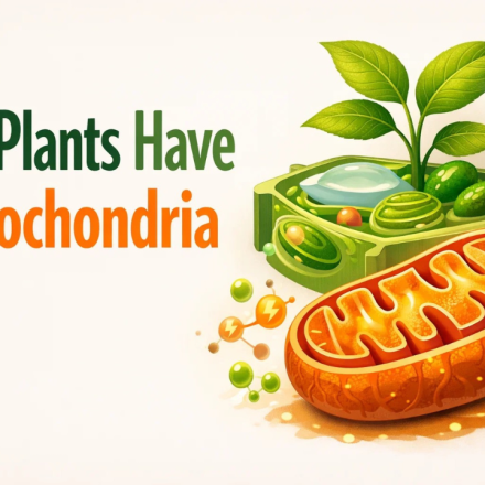 Do Plants Have Mitochondria
