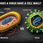 Does Virus Have a Cell Wall