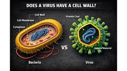 Does Virus Have a Cell Wall Does Virus Have a Cell Wall