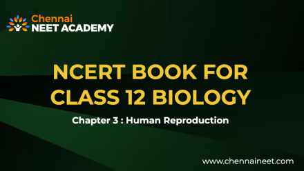 Human Reproduction Class 12 NCERT