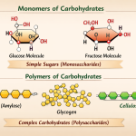 Monomers and Polymers of Carbohydrates