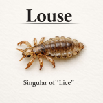 Singular of Lice