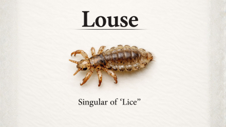 Singular of Lice Singular of Lice