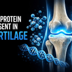 Protein present in cartilage The protein present in cartilage