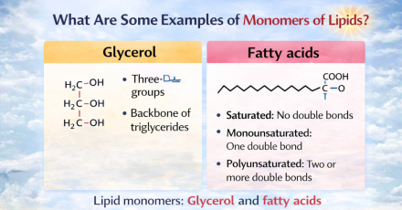 What Are Some Examples of Monomers of Lipids