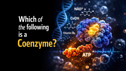 Which of the following is a Coenzyme