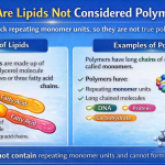 Why Are Lipids Not Considered Polymers