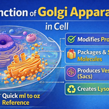 function of Golgi apparatus in cell